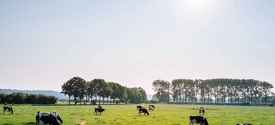 Cattle in Pasture