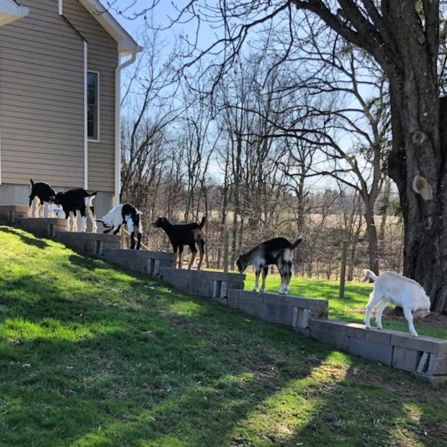 Spring at the Red Barn