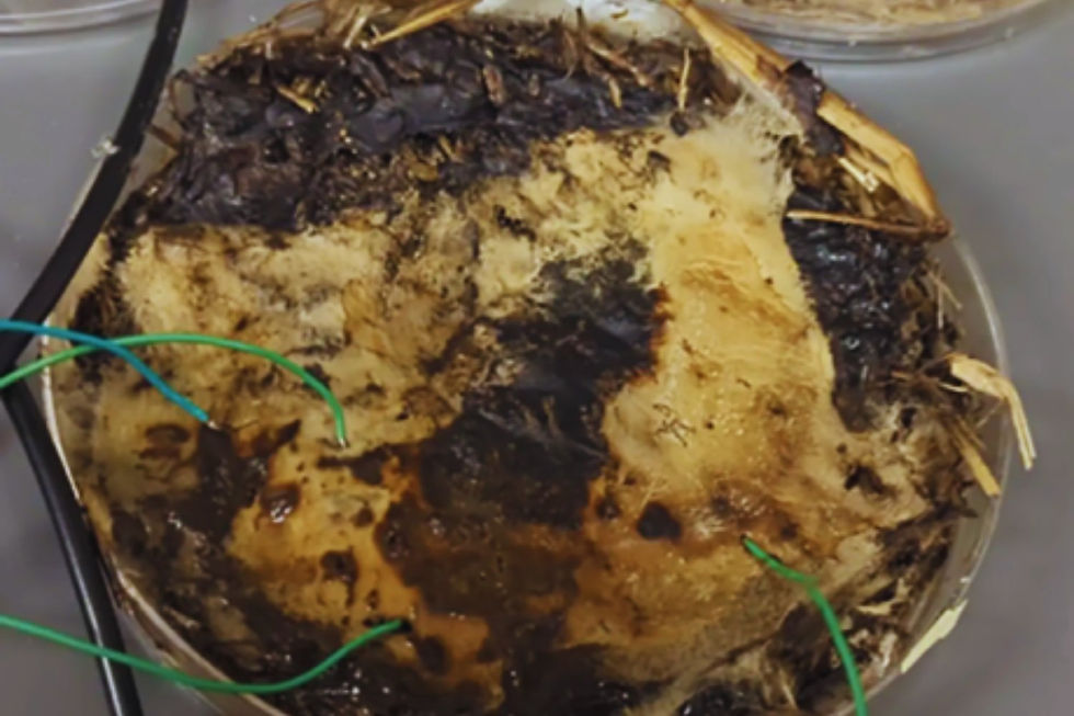 Científicos convierten hongos shiitake en dispositivos electrónicos vivos