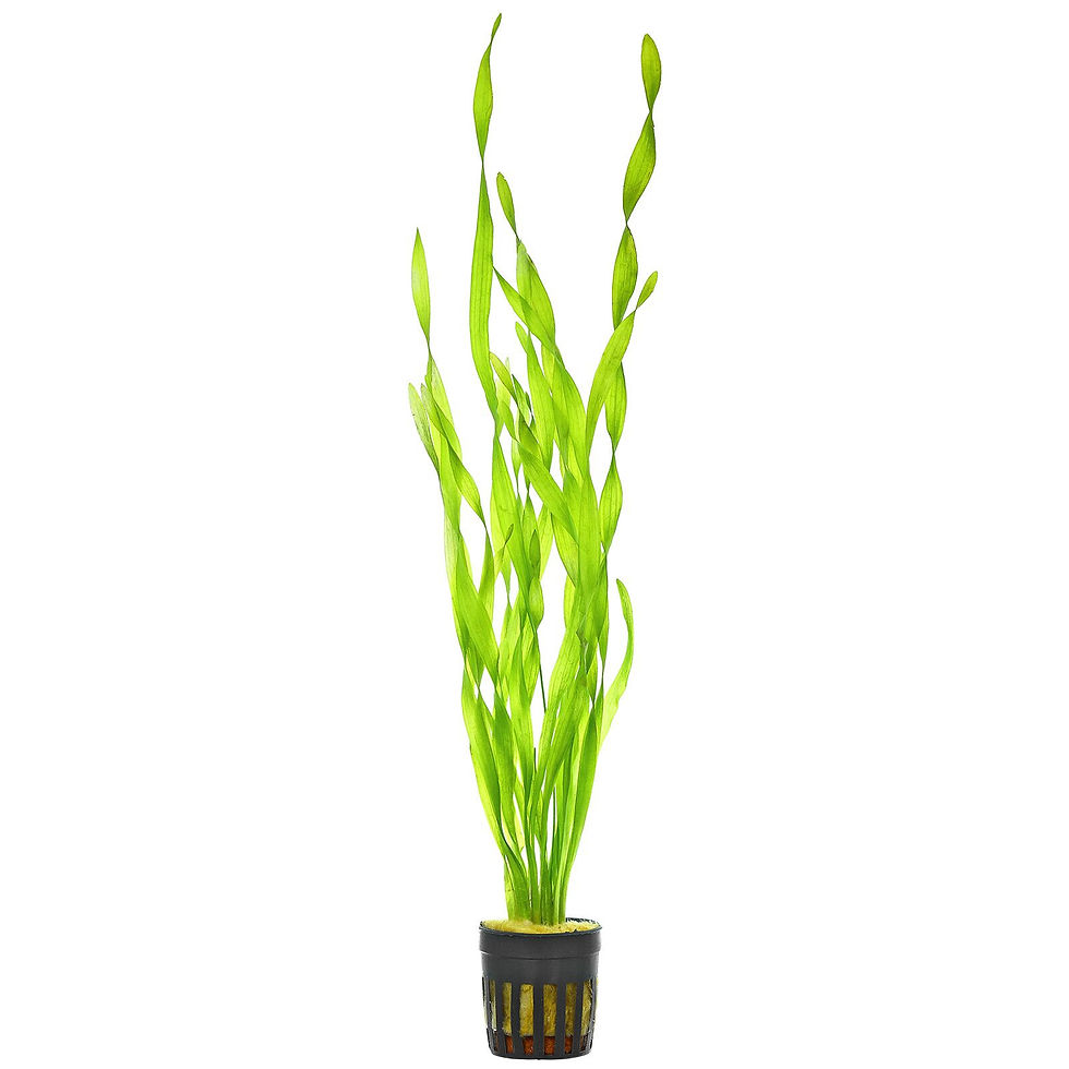 Vallisneria Sp "Mini Twister"
