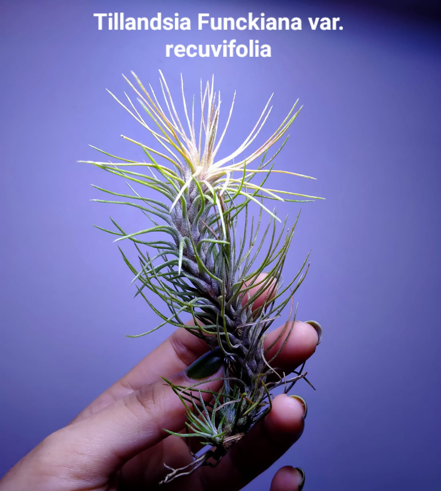 Air Plant- Tillandsia Funckiana var. Recurvifolia