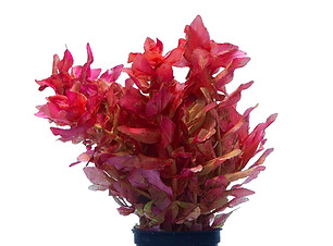 rotala-macrandra.jpeg