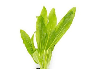 echinodorus-major-martii-11725723435089_400x400_crop_center.jpeg