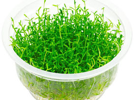 Tissue Cultured Pots