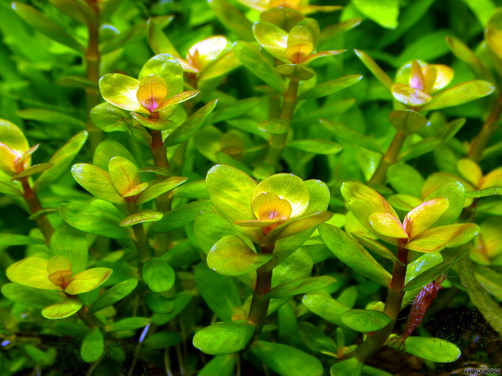 Rotala Indica Bonsai (TC)