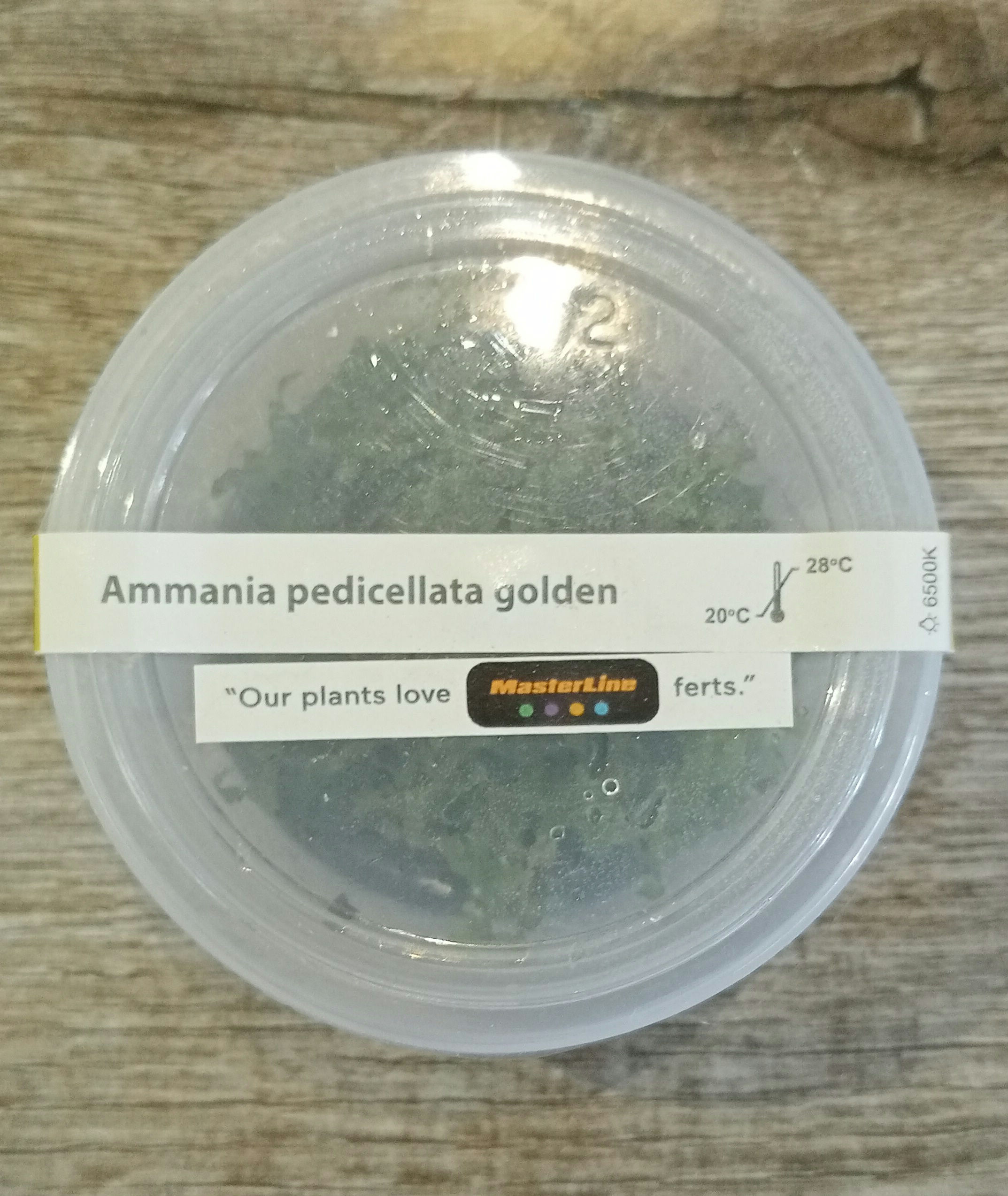 Ammania Pedicillata Golden 