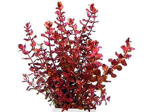 rotala-macrandra-mini-type-4.jpeg