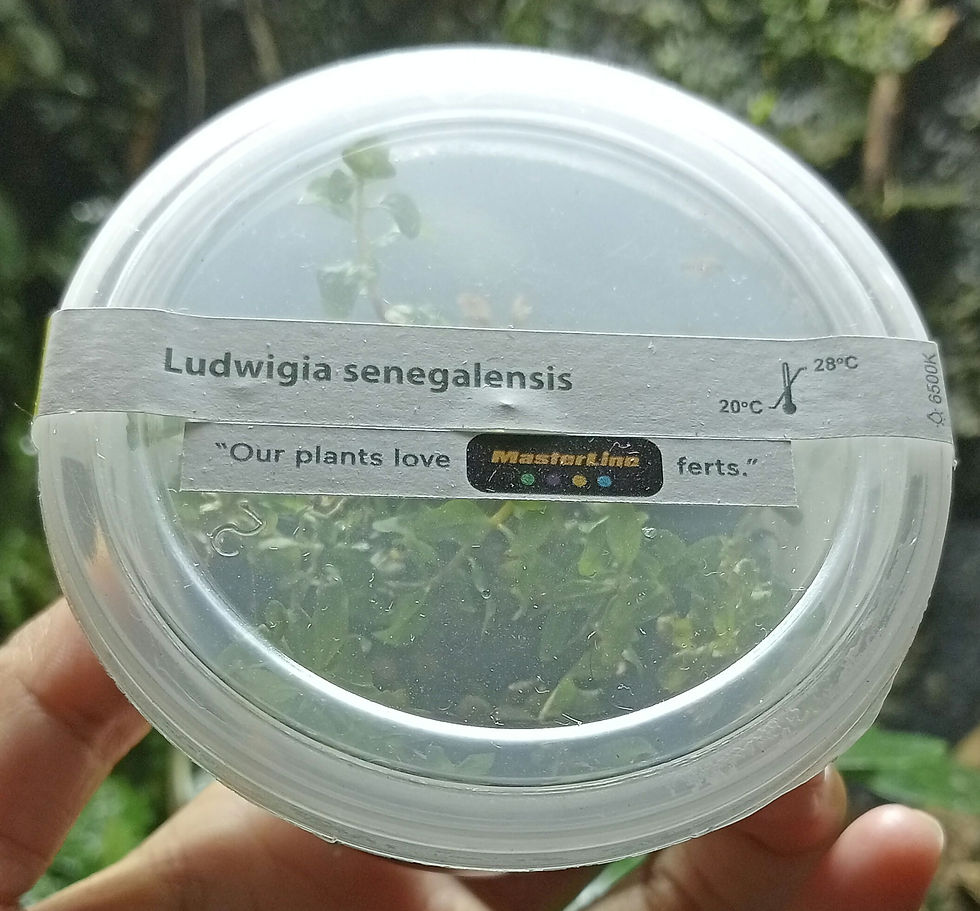 Thumbnail: Ludwigia Senegalensis