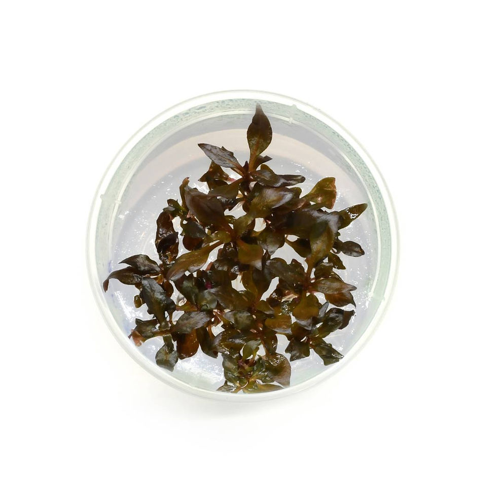 Thumbnail: Alternanthera reineckii 'Rosanervig' 