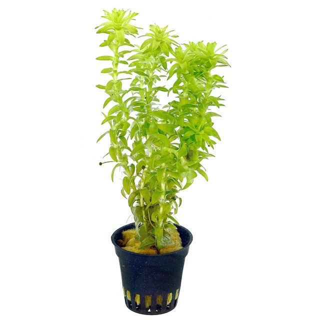 Tonina Fluviatilis