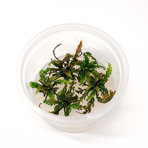 Hygrophila pinnatifida ‘UK’