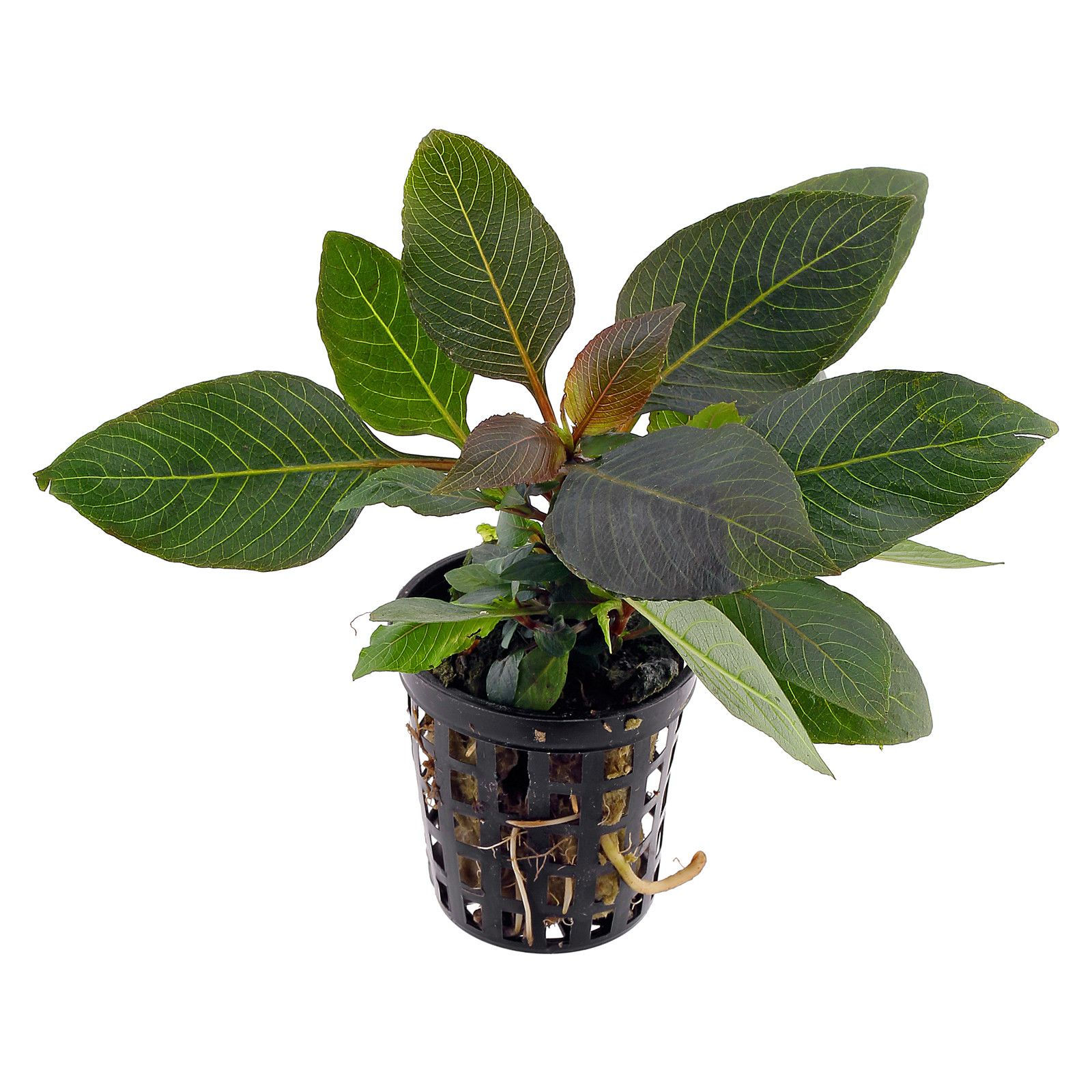 Hygrophila corymbosa 'Compact'