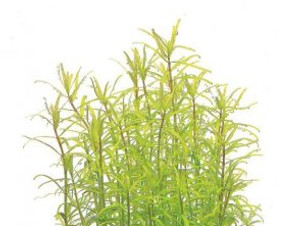 IC432-Rotala-Rotundifolia-‘Wayanad-300x366.jpeg
