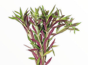 limnophila-hippuridoides-594896_2000x.jpeg