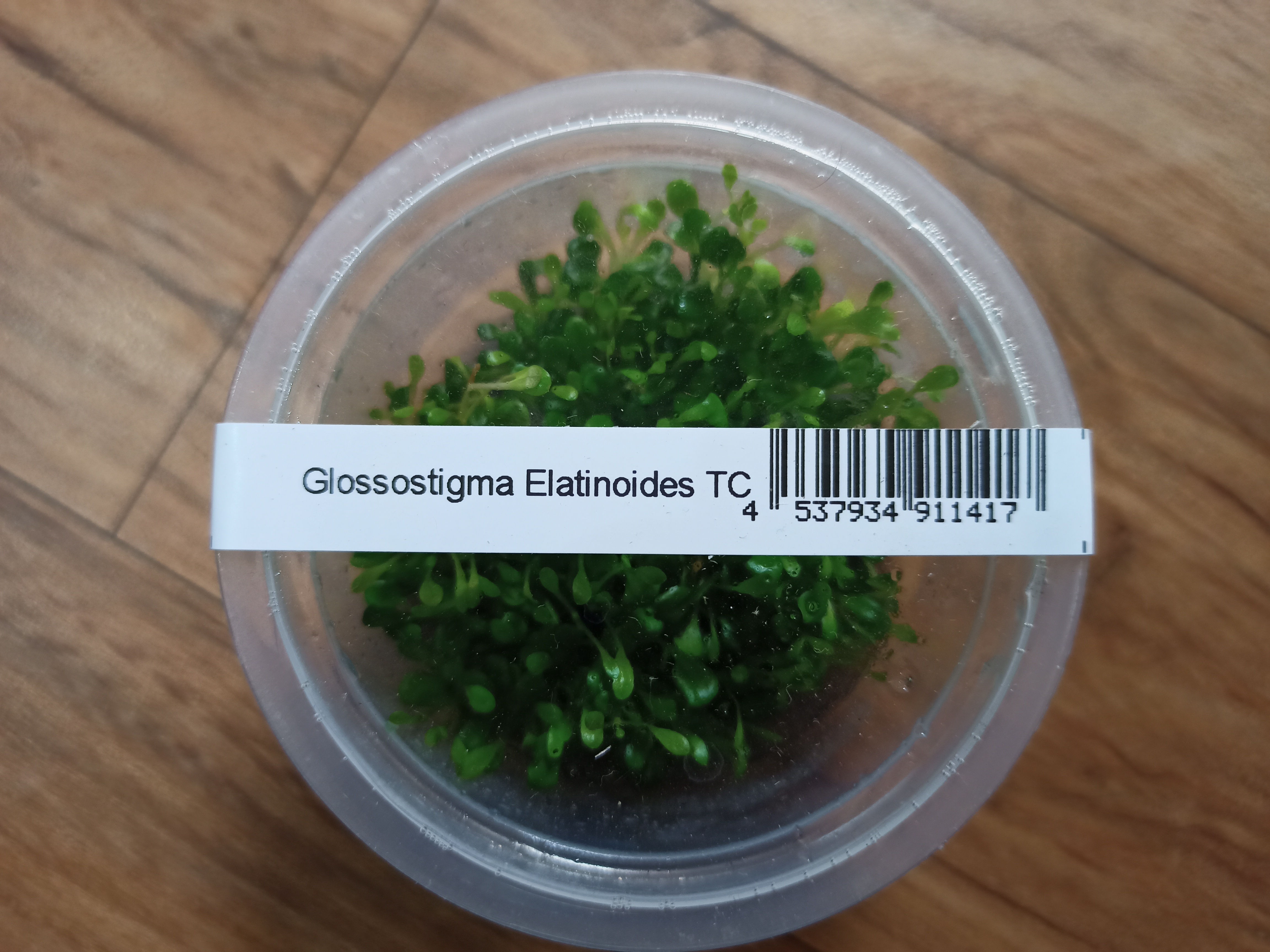 GLOSSOSTIGMA ELATINOIDES