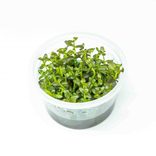 Bacopa salzamannii