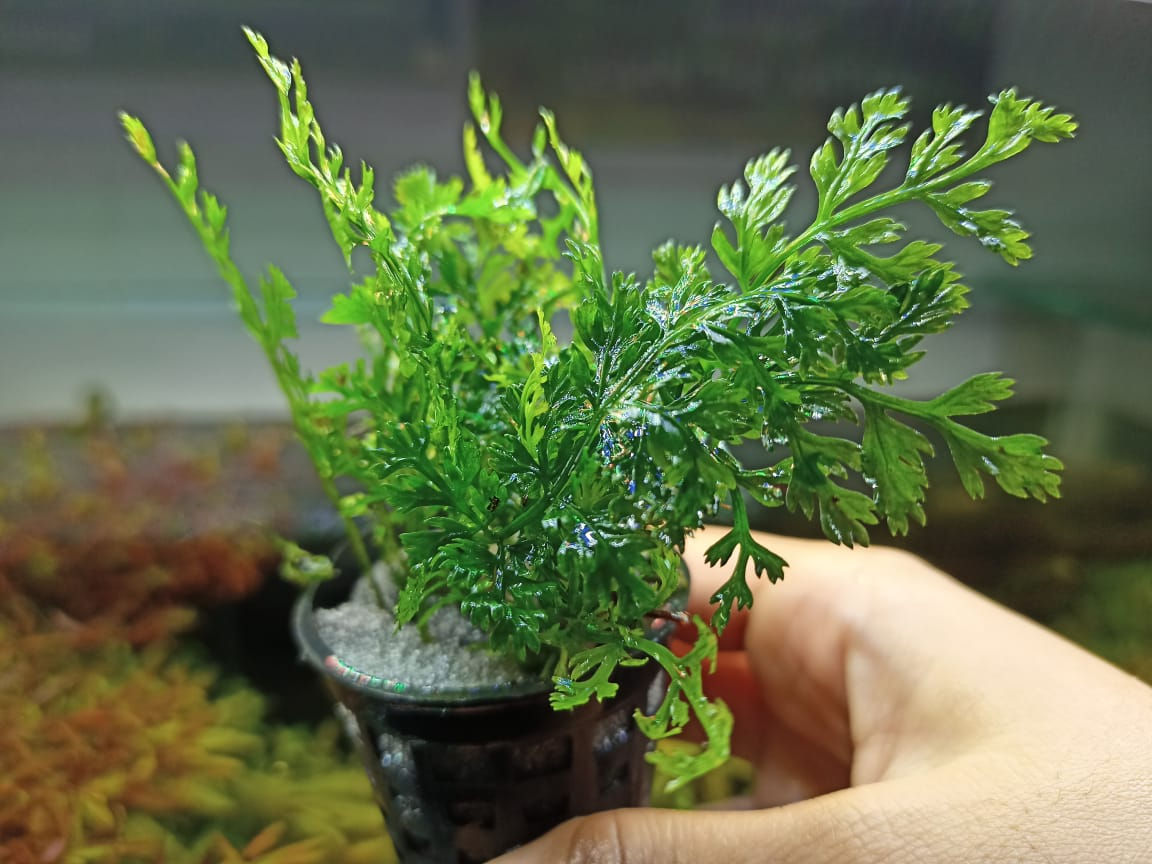 Bolbitis Heteroclita Difformis