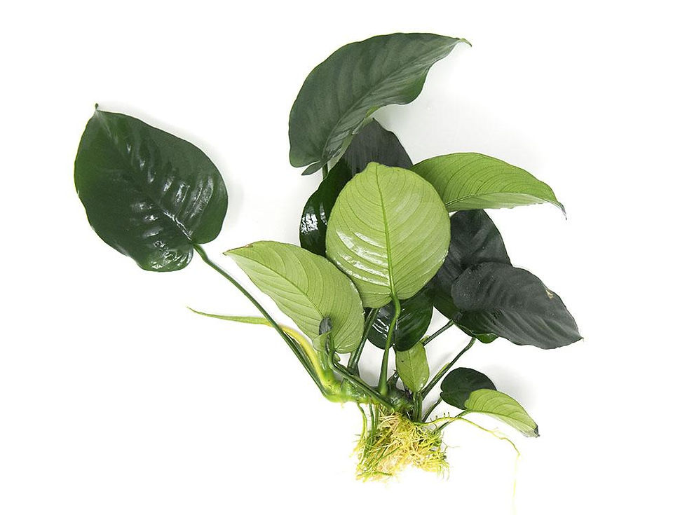 Anubias Barteri Broadleaf