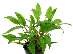 cryptocoryne-wendtii-green-topf.jpeg