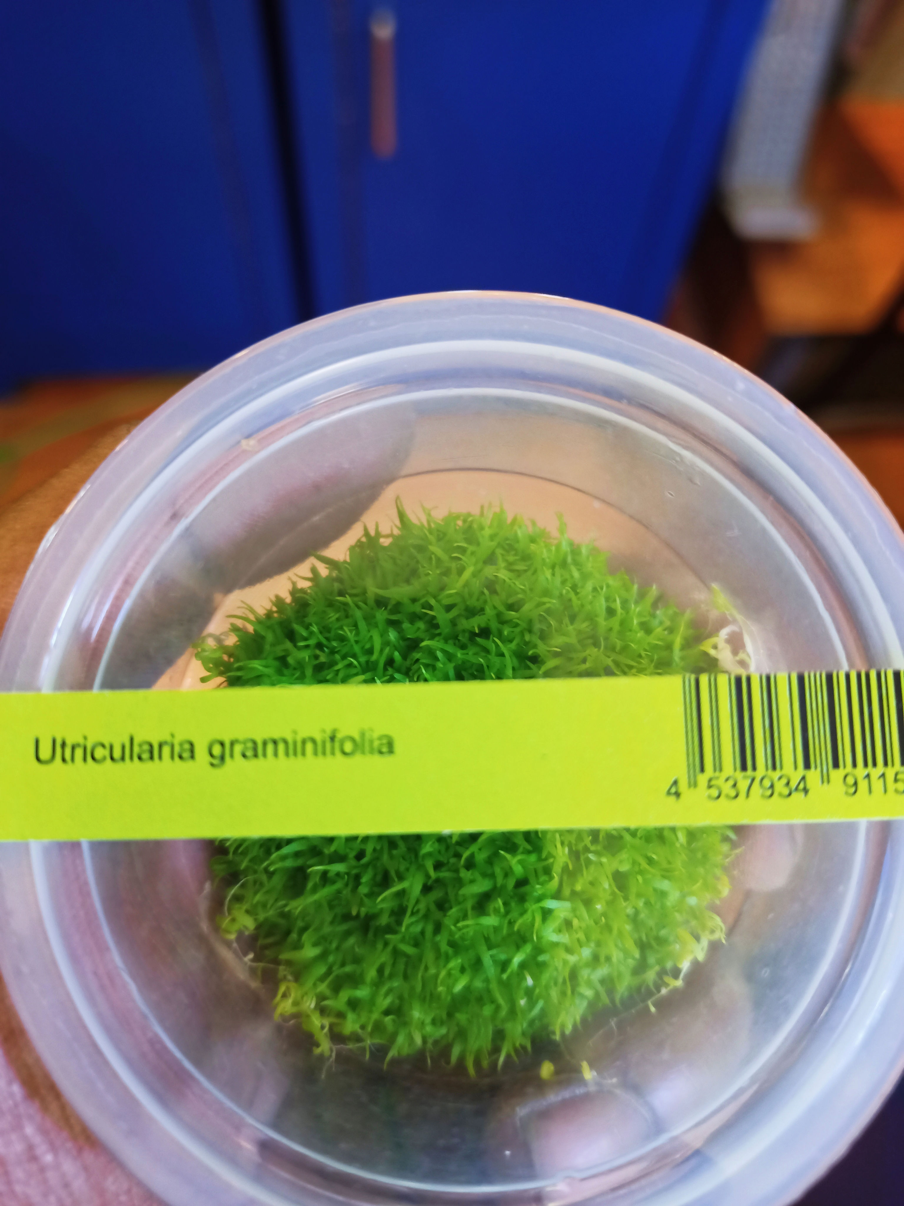 Utricularia graminifolia