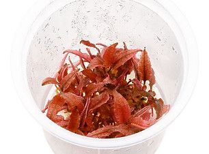cryptocoryne-wendtii-pink-panther.jpeg