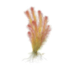 Rotala Wallichii Mexicana