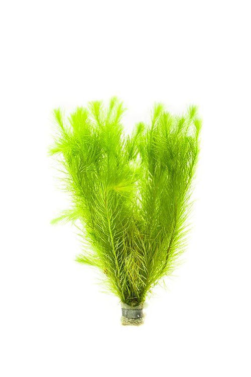 Rotala Nanjenshan
