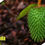 Miniatura: PH MORINGA FRASCO DE 100 CÁPSULAS