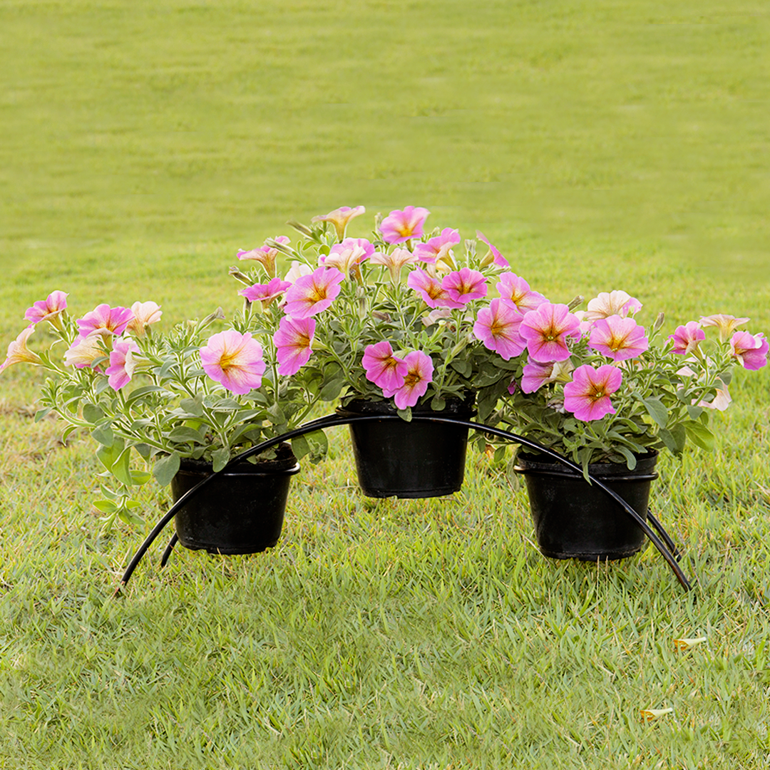 Arco de flores -  3 meses