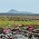 תמונה ממוזערת: Water Lillies and Lotuses in Thale Noi Sweet Water Lake