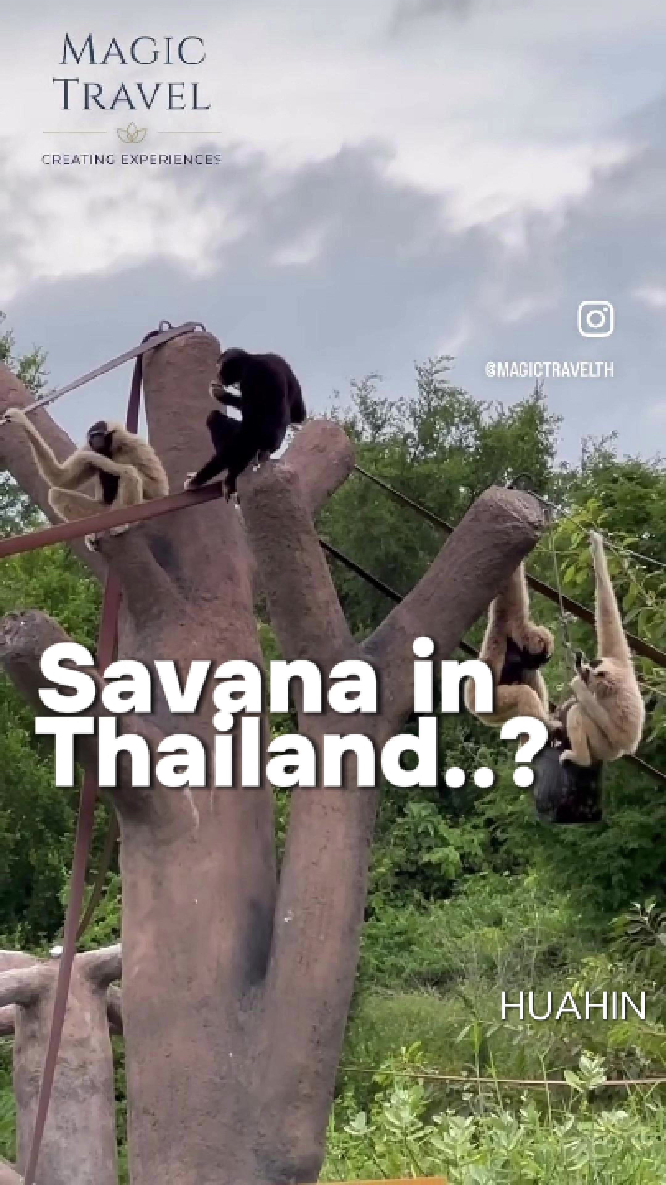 🐻🐒🐅🐘 Joint Tour | Hua Hin: Full Day Wildlife Safari Savana