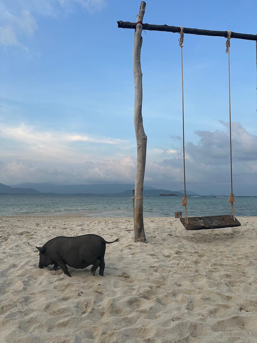 Thumbnail: ⛵🐷 Private | Longtail Boat: Trip from Koh Samui to Pig Island & Koh Tan