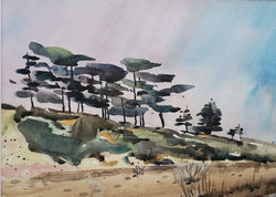 Fort Funston Tree Tops