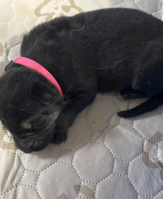 1 pup.jpg
