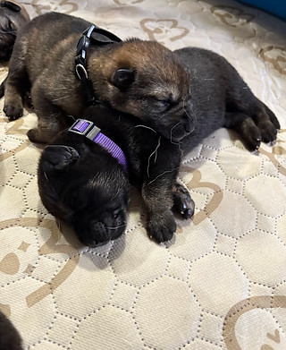 2 pups.jpg