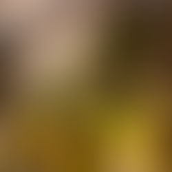 Hotel "Early Summer Forest" proposal night