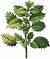 herbs.jpg