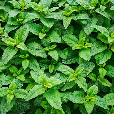 Spearmint Leaves.jpg