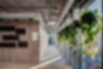 plants hanging on the windows partially covering the long corridor from light