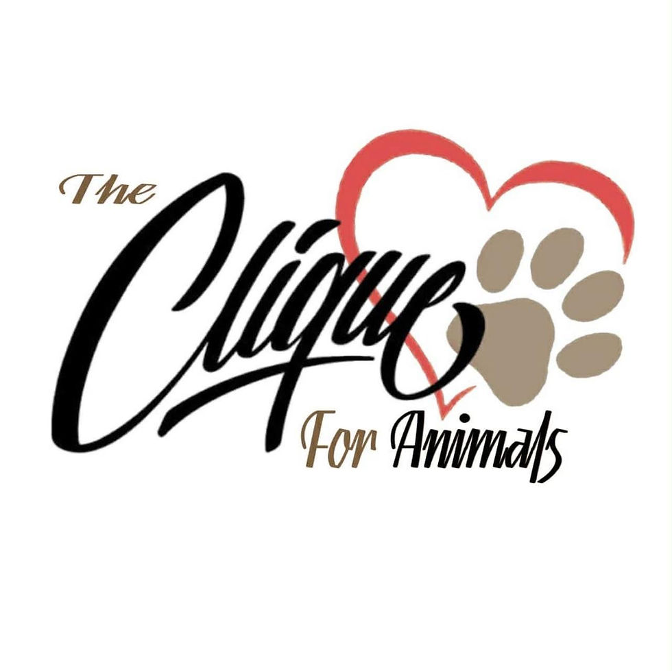 Many thanks to The Clique for Animals for their generous dog and cat food donation!