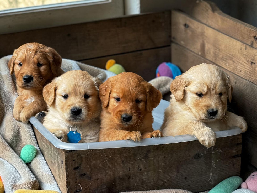 Gretchen's Golden Retriever Puppies, Meadow Grace Goldens, Golden Retriever