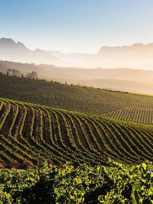 Understanding Organic and Biodynamic Farming With a Fun Twist