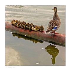 bwl-videocoaching-personalmanagement-per