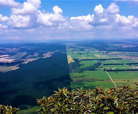 Kaingaroa.jpg