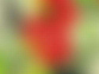 El fenómeno mundial de Maverick City Música canta «Aleluya» junto a Aaron Moses y Laila Olivera