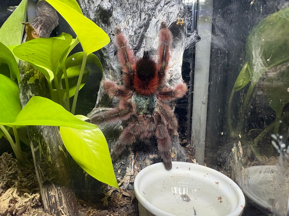 Caribena versicolor female