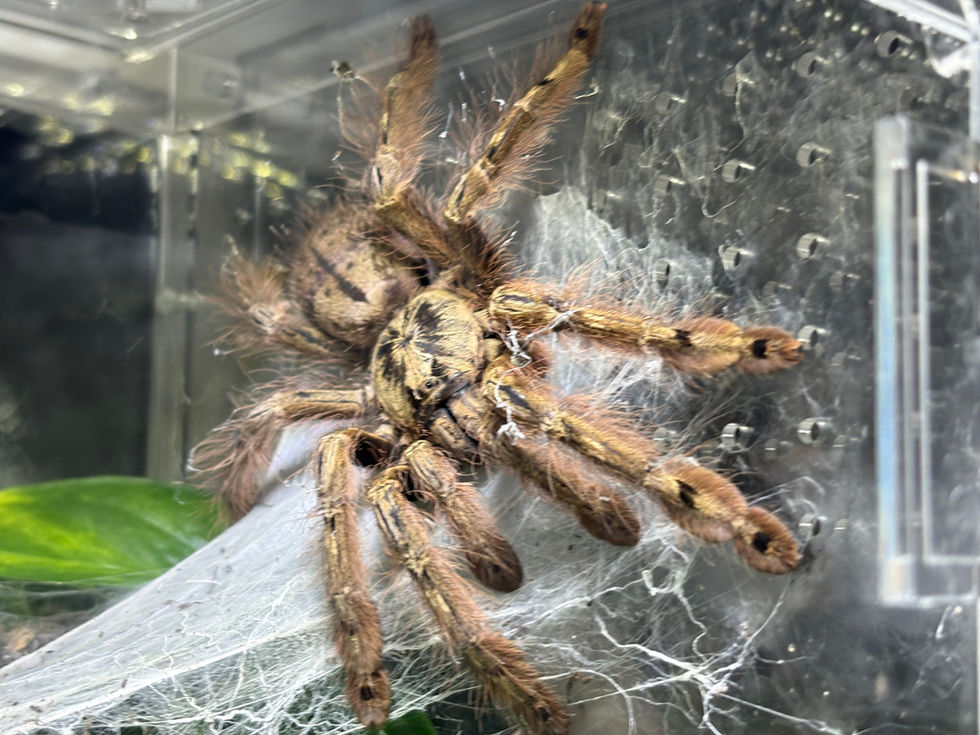 Stromatopelma calceatum female