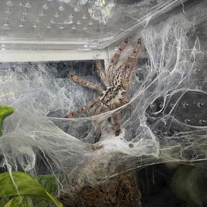 M. balfouri