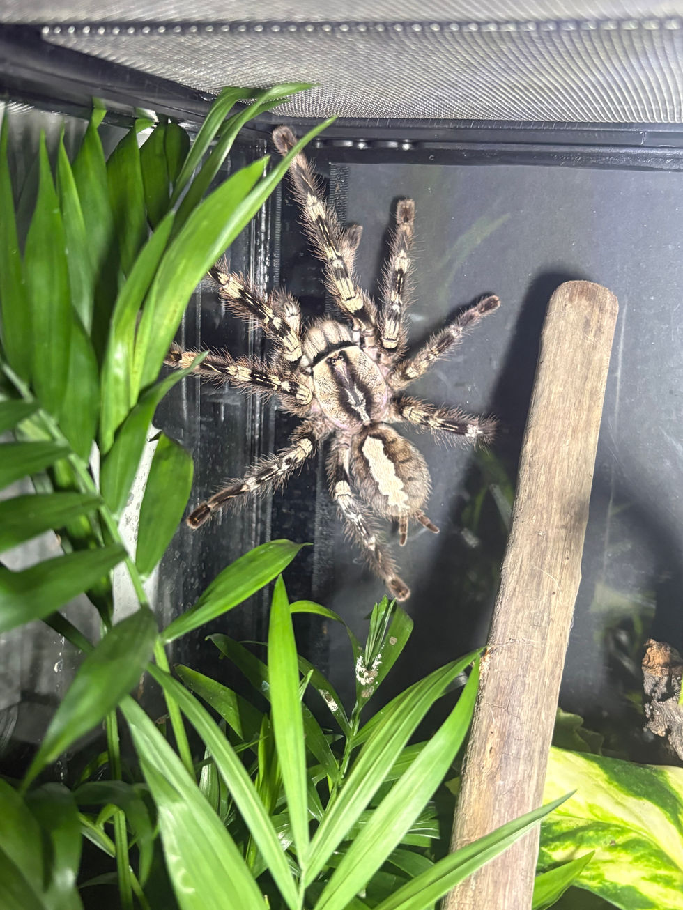 Poecilotheria vittata female