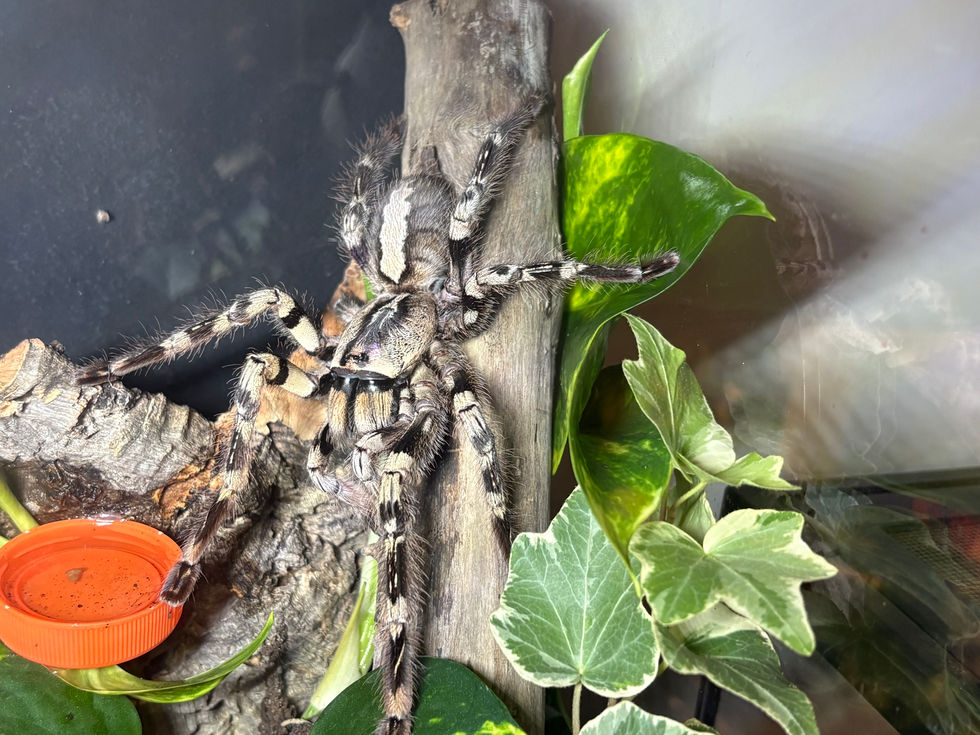 Poecilotheria vittata female